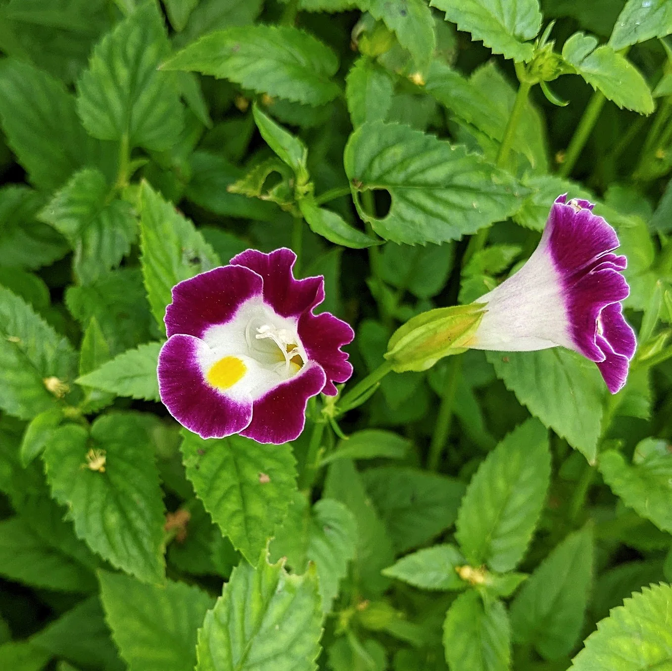 Torenia Seeds – Fournieri