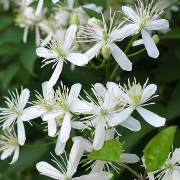 Clematis Seeds – Sweet Autumn