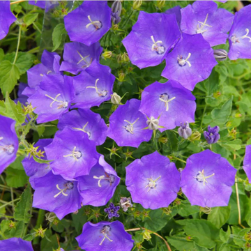 Campanula Seeds – Carpathian Blue