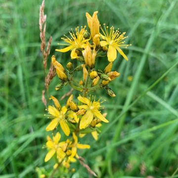 St. John’s Wort Seeds – Hairy (Hypericum hirsutum)