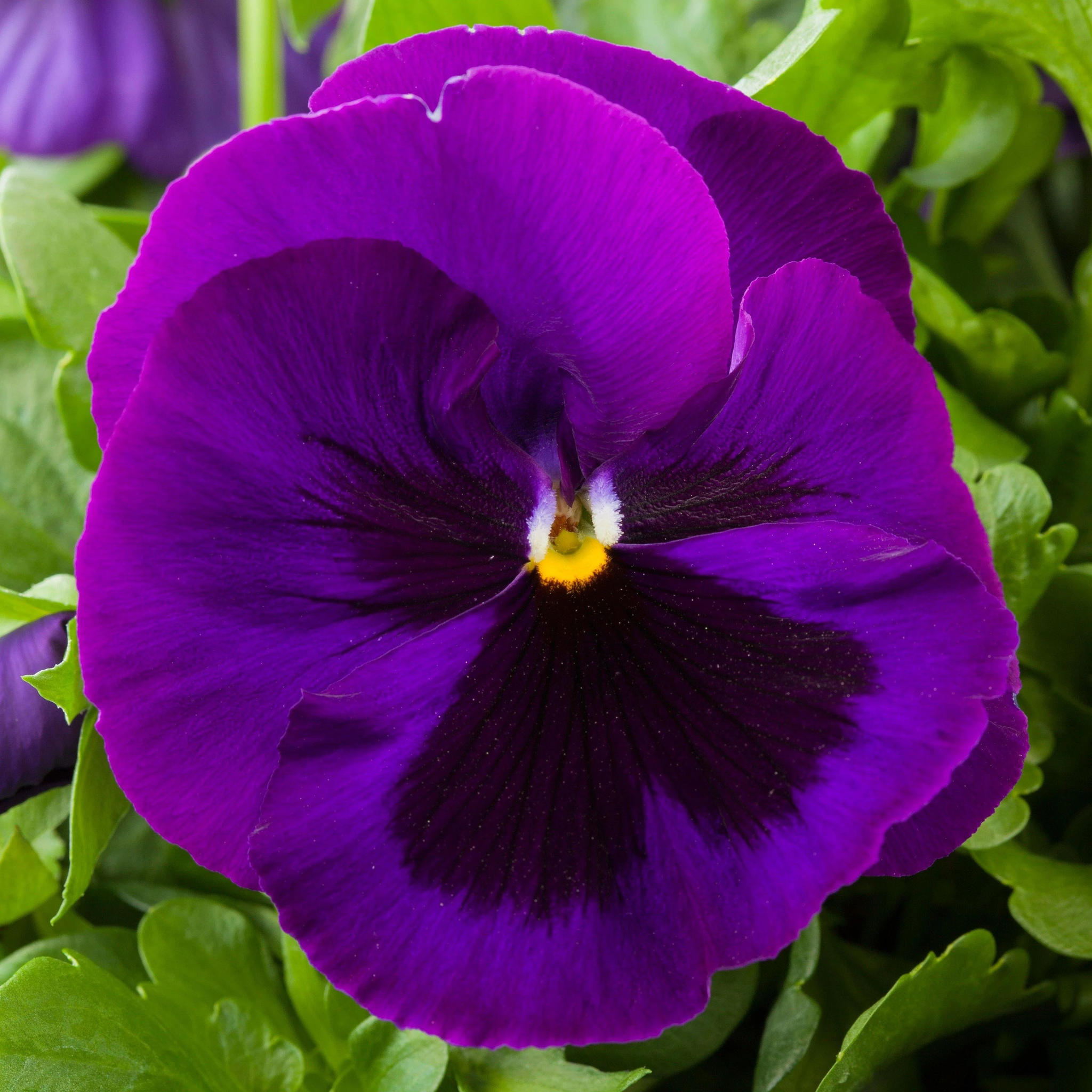 Pansy Seeds - Dark Purple