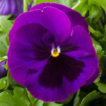 Pansy Seeds - Dark Purple