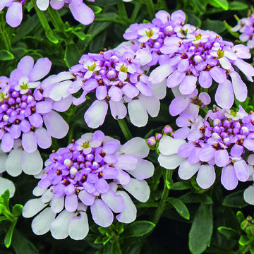 candytuft seeds  – Iberis Gibraltarica