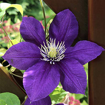 Clematis Seeds – Purple