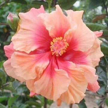 Hibiscus Flower Seeds – Double Pink Orange