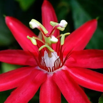 Passion  Seeds – Red