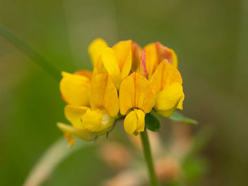 Bird's-Foot Trefoil Seeds – Perennial Groundcover