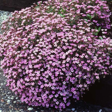 Soapwort Seeds – Perennial Ground Cover