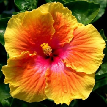 Hibiscus Seeds – Red Yellow