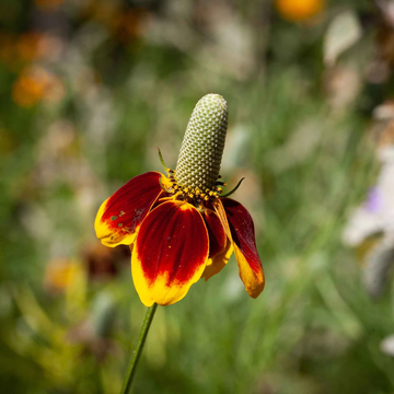 Mexican Hat Seeds – Perennial Wild