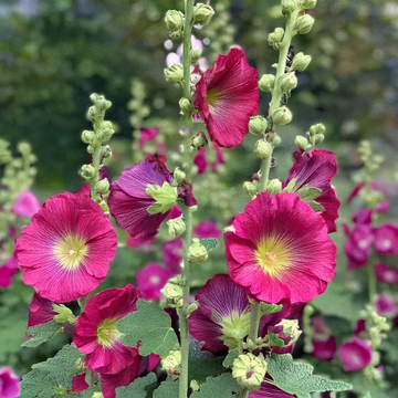 Hollyhock Seeds – Pink Heirloom