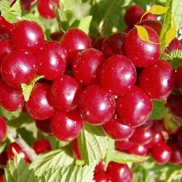 Cherry Seeds – Nanking