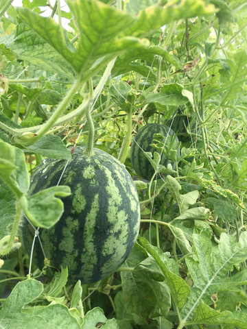 Watermelon Seeds – Sangria