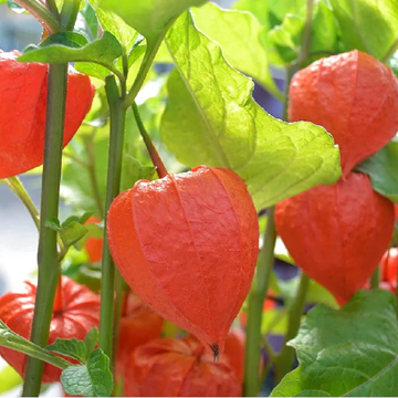 Lantern Bladder Cherry Seeds
