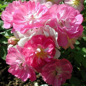 Rosa Seeds - Chinensis 'Angel Wings'