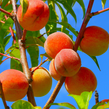 Peach Seeds – Dwarf