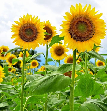 Sunflower Seeds  – Giant
