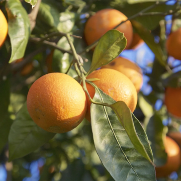 Orange Seeds – Blood Tree