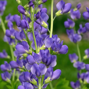 Indigo Seeds - Blue Wild