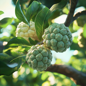 Custard Apple Seeds
