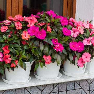 Impatiens Seeds