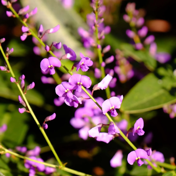 Hardenbergia Seeds – Australian Sarsaparilla