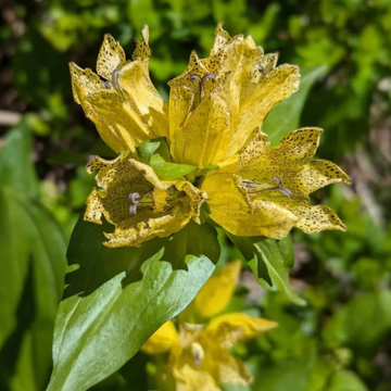 Gentian Seeds – Spotted