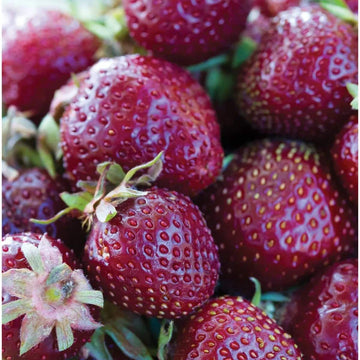 Strawberry Seeds – Purple Wonder, Unique Garden