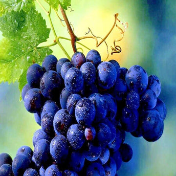 Grape Seeds – Wine