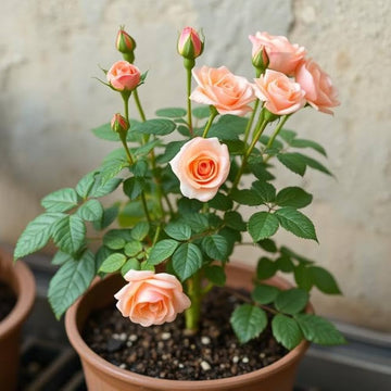Miniature Rose Seeds