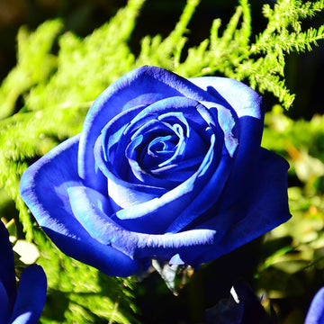Rose Seeds - Blue Climbing