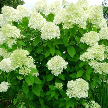 Hydrangea Paniculata Seeds – Hardy Perennial Blooms