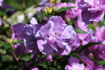 Hibiscus Seeds – Double Purple