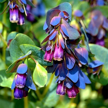 Cerinthe Seeds – Blue Shrimp