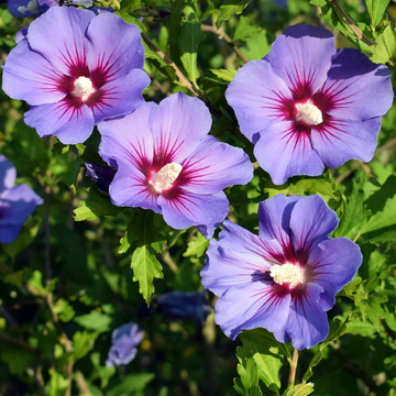 Purple Rose of Sharon Seeds – Hardy Perennial Shrub