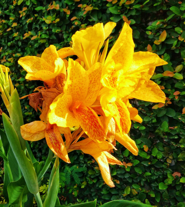 Canna Lily Seeds – Yellow