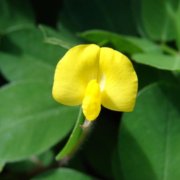 Peanut Seeds – Pinto