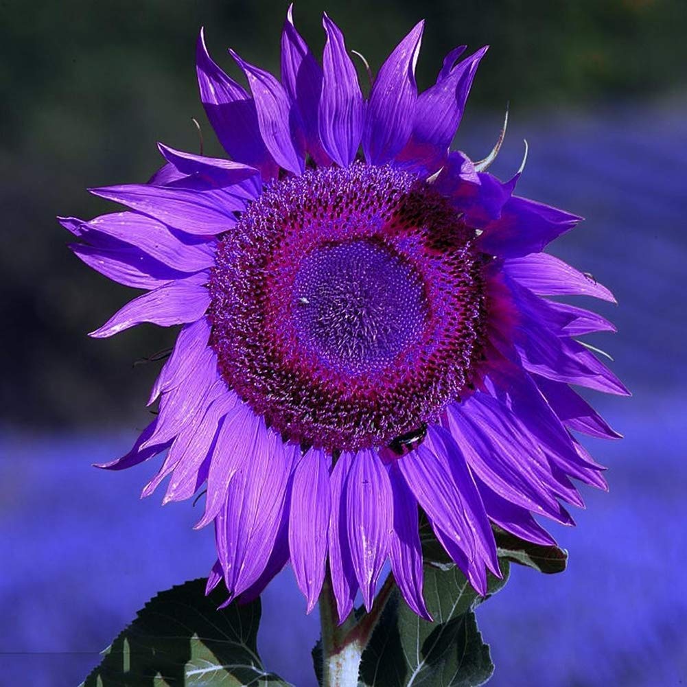 Sunflower Seeds – Purple