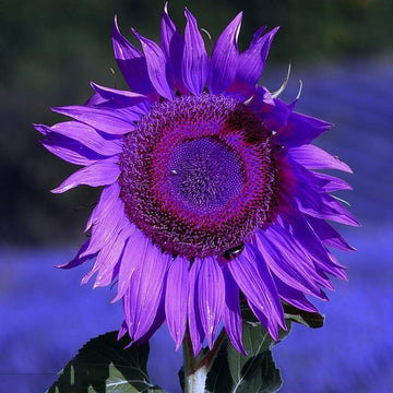 Sunflower Seeds – Purple