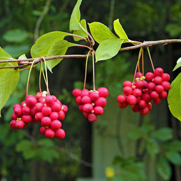 Schisandra Berry Seeds – Unique Five-Flavor Fruit