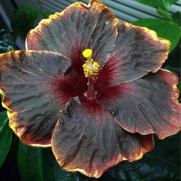 Hibiscus Seeds – Black Pink Purple