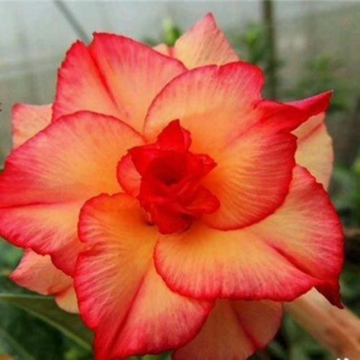 Desert Rose Seeds – Red Orange