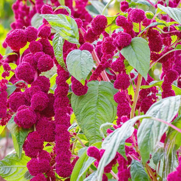 Amaranthus Seeds - Cruentus