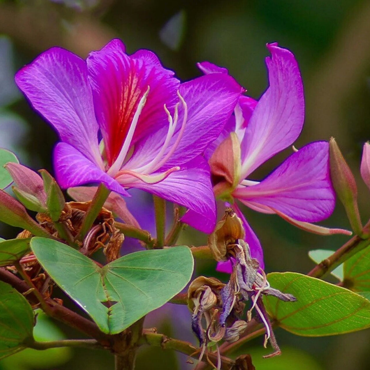 Bauhinia Purpurea  Seeds – Purple Orchid Tree, Heirloom