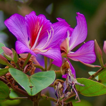 Bauhinia Purpurea  Seeds – Purple Orchid Tree, Heirloom