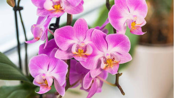 Orchid Seeds – Phalaenopsis