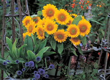 Sunrich Gold Seeds – Helianthus Annuus
