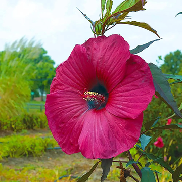 Hibiscus Seeds – Giant