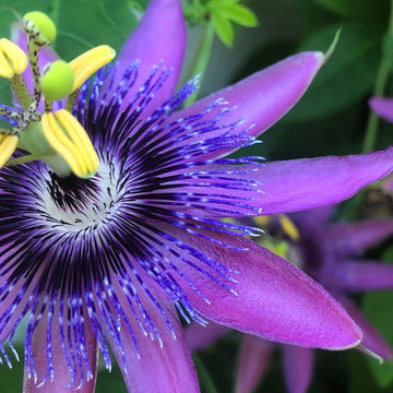 Passion  Seeds – Purple Grandilla
