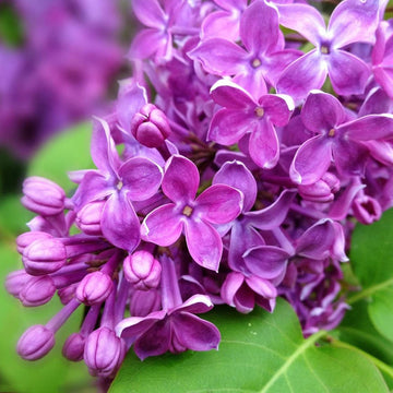 Lilac Seeds – Purple